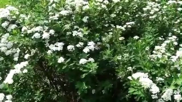 Snowmound Spirea Shrub Flowers Look Like #Snow! #lowmaintenance смотреть онлайн