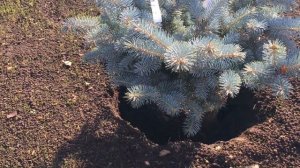 ПОСАДКА ХВОЙНЫХ ОСЕНЬЮ.ЕЛЬ ГЛАУКА ГЛОБОЗА.