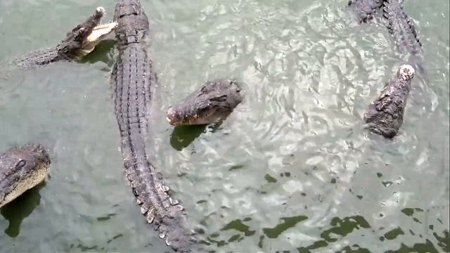 Кормить крокодила.mp4 смотреть онлайн