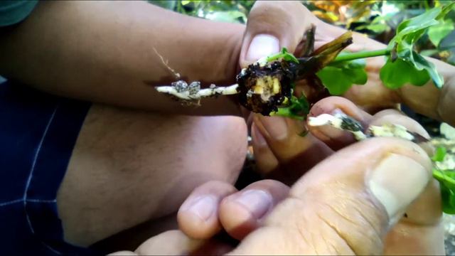 Philodendron Super Atom Propagation смотреть онлайн