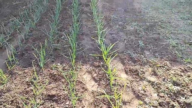 Чеснок озимый и яровой после зимовки смотреть онлайн