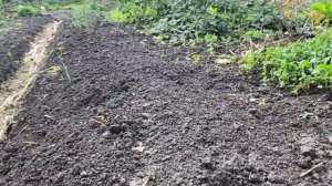 ЧЕМ ОПАСЕН❓ПОЧЕМУ❌НЕЛЬЗЯ УДОБРЯТЬ КУРИНЫМ ПОМЁТОМ‼️//Куриный помёт доступное удобрение