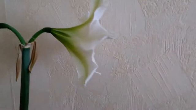 Комнатные растения. Амариллисы и Гиппеаструмы. Amaryllis and Hippeastrum. смотреть онлайн