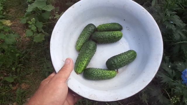 Огурцов с одного куста . смотреть онлайн