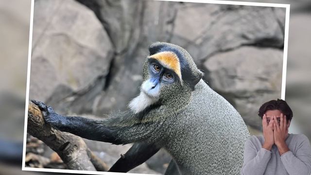 10 Самых Дорогих Животных в Мире смотреть онлайн