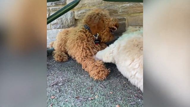 Cockapoo's First Grooming & Girlfriend смотреть онлайн