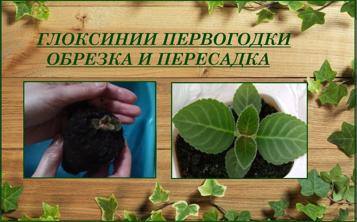 Весенняя пересадка и обрезка глоксиний первогодок смотреть онлайн