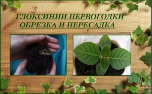 Весенняя пересадка и обрезка глоксиний первогодок