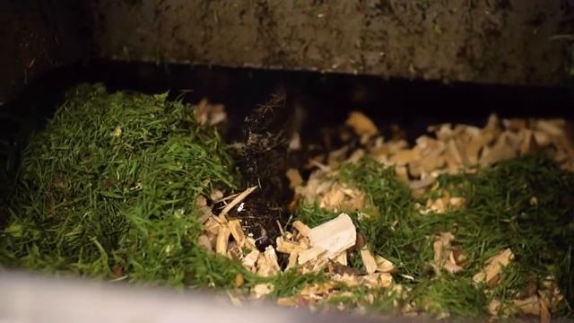 On site composting with Vegware, Tidy Planet and Dundee & Angus College смотреть онлайн