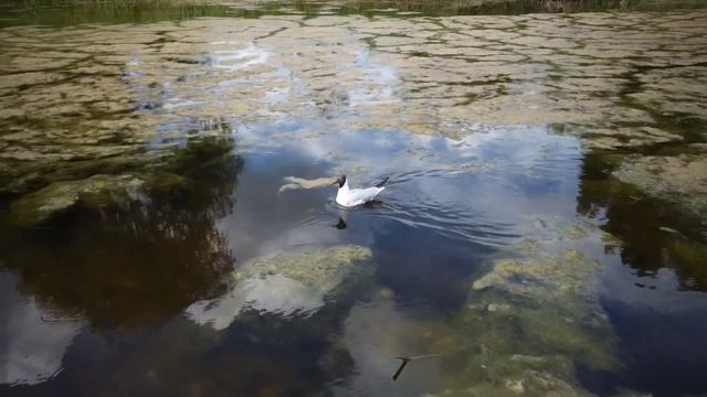 Река Баган #перпель смотреть онлайн