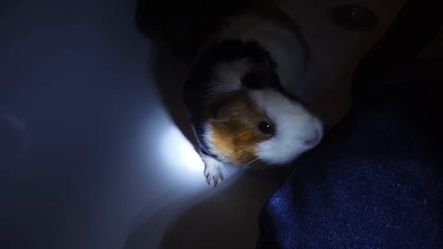 Морские свинки Бузя и Кузя В ТЕМНОТЕ 24 ЧАСА | Челлендж смотреть онлайн