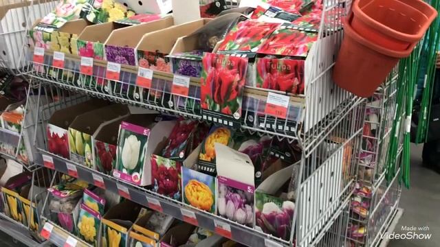 Цветы к дню Учителя в Ленте. Распродажа Луковичных! смотреть онлайн