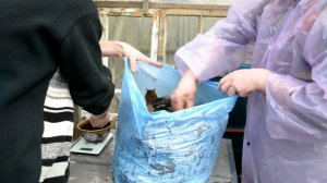 Выращивание вешенки на опавших листьях.