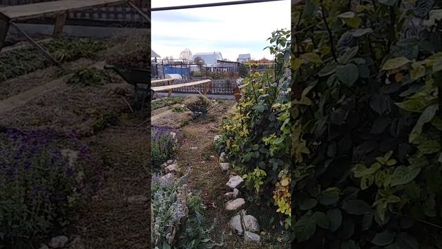 Розовые кусты в октябре 2020 смотреть онлайн