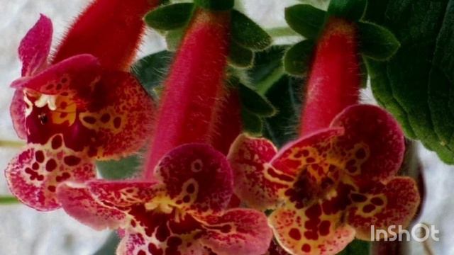 ТУГАН КӨНЕҢ белән сине!🤗🌹🌹🌹С ДНЕМ РОЖДЕНИЯ ТЕБЯ!Матур җыр!Красивая песня на татарском языке! смотреть онлайн