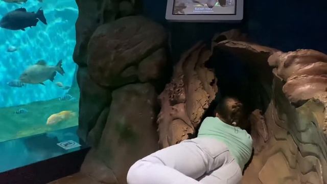 Кубок Адмирала - океанариум, поезд, дом. смотреть онлайн