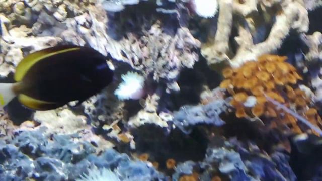 Таллинский зоопарк смотреть онлайн