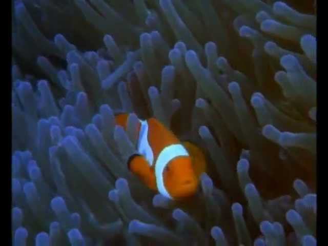 Океан (В.Лесовская) feat. "Бегущая по волнам")) смотреть онлайн