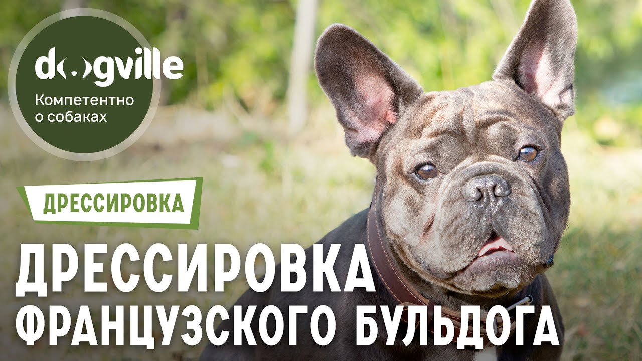Французский бульдог - Вопросы кинологу о дрессировке смотреть онлайн