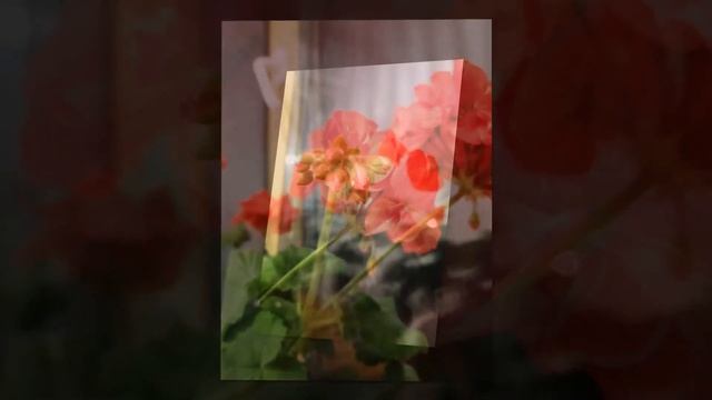 "Ярко-алый милый талисман... " Стихотворение Елены Бахмацкой. Читает автор. смотреть онлайн