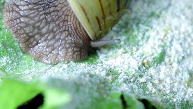 Улитка ест зерносмесь. Макро. смотреть онлайн