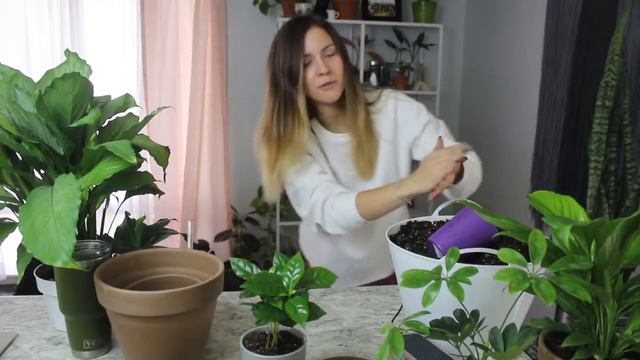 Houseplant Haul & Repotting! | Repot Houseplants with me & HAUL! смотреть онлайн