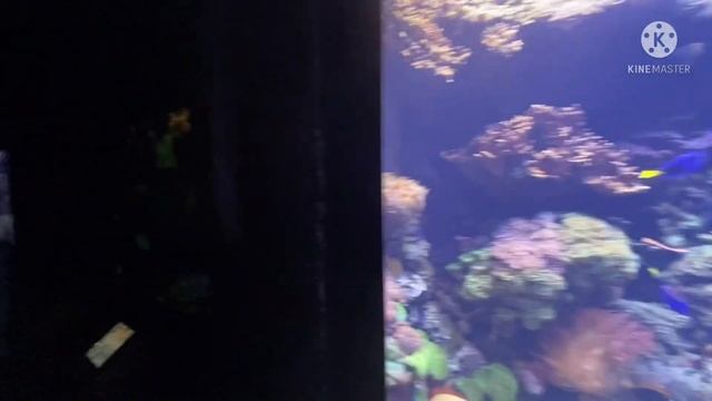 Ч5 Акванариум в Хьюстоне Техас США Белые Тигры Америка Иммиграция город для переезда для жизни Штат смотреть онлайн