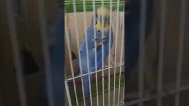 ЗЛОЙ ГОША КУСАЕТСЯ!!!ГГоша кусунчик 😅😜🐦 смотреть онлайн