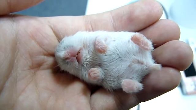 ХОМЯЧКУ приснился страшный СОН! смотреть онлайн