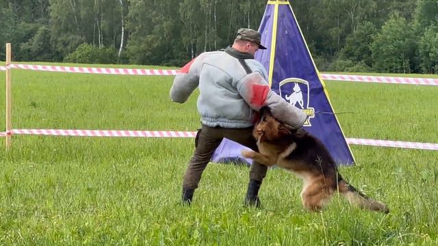 Выступление служебных собак, прошедшее сегодня на Бородинском поле. смотреть онлайн
