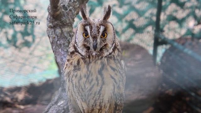 В Приморском Сафари-парке живет ушастая сова смотреть онлайн