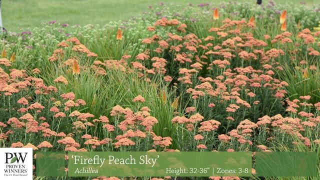 Firefly Achillea Side by Side | Walters Gardens смотреть онлайн