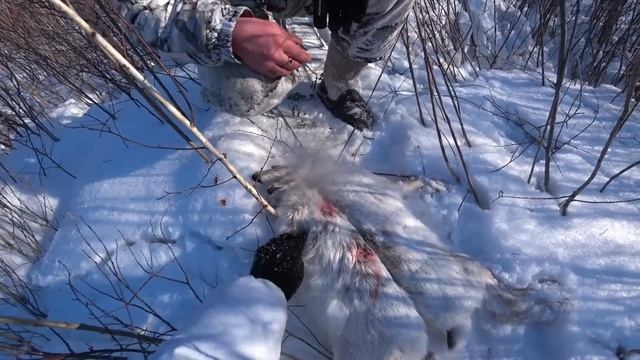 закрытие охоты на зайца. Воронение и чистка ствола КППС смотреть онлайн