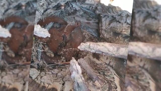 Сон на дереве,гамак./Sleep In A Tree, Hammock