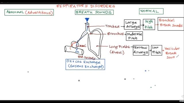Gastrointestinal Tract (GIT) and Respiratory Disorders (3) NGN NCLEX Review смотреть онлайн