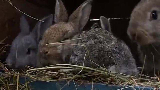 Под Харьковом неизвестный зверь убивает кроликов смотреть онлайн