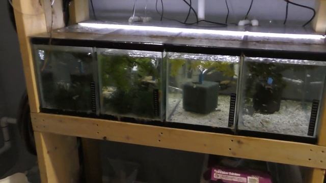 Breeding 1,000's of Fish out of This Fish Room... смотреть онлайн
