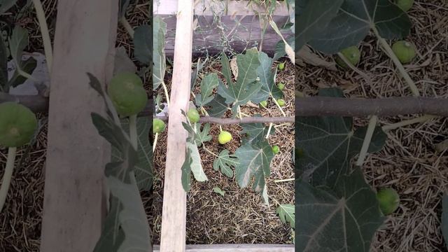 Инжир в сентябре (Волгоград) смотреть онлайн