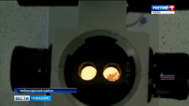 В Чебоксарском районе начал работу эмбриональный центр крупного рогатого скота