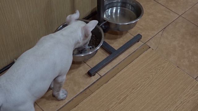 Бультерьер! Невероятный отец Дэнни! Bull Terrier Danny and Snap смотреть онлайн