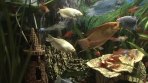 Кормление аквариумных рыбок замороженным мотылем [#Кормление рыбок]