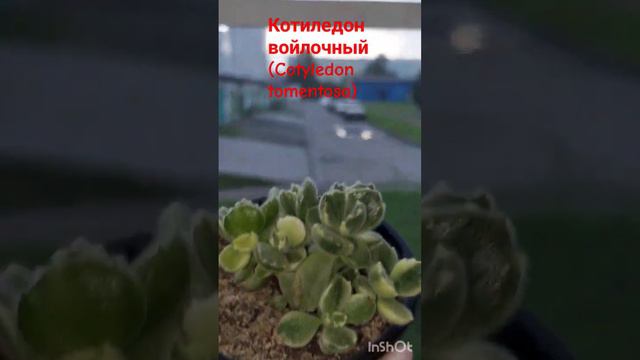 #мояколлекция Котиледон войлочный пушистый суккулент|Еще его называют «медвежьей лапой» смотреть онлайн
