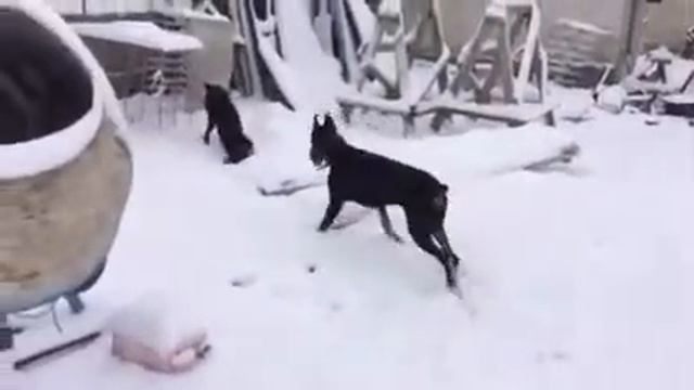 Вот так радуются снегу , доберманы в Крыму смотреть онлайн