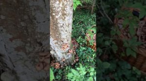 Хорошего понемногу #грибы #грибывоктябре #опята