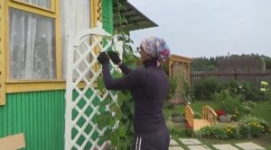 Шпалера пергола для вьющихся растений моими руками