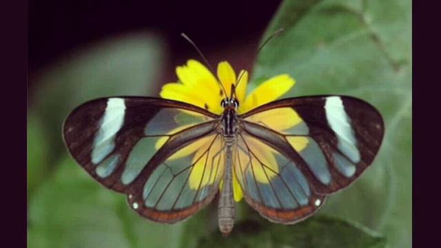 Красивые бабочки смотреть онлайн