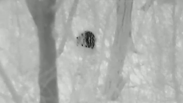 HICMICRO lynx pro LH 25, jezevec - European badger (Meles meles) 17.03.2021 смотреть онлайн