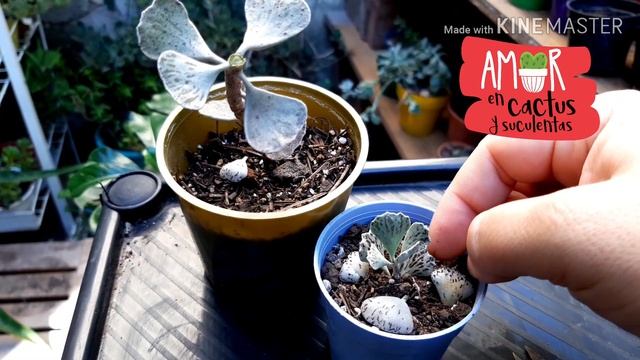 Kalanchoe RHOMBOPILOSA Una Joya ?