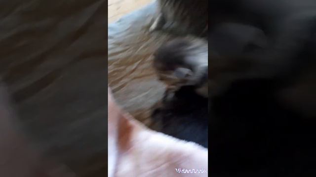 они милые 😍😍😍💖 смотреть онлайн