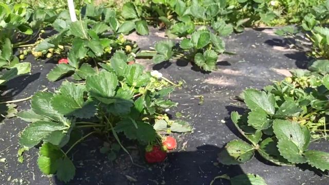 НСД сорт клубники Монтерей смотреть онлайн